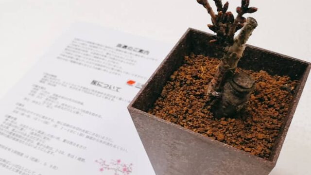 杏林堂桜盆栽三幸製菓当選懸賞